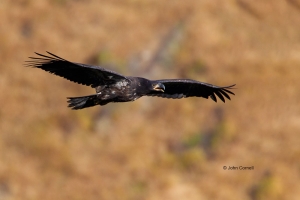 Bald-Eagle;Eagle;Haliaeetus-leucocephalus;curved-beak;hunter;juvenile;predator;r